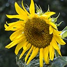 SunflowerDust